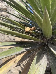 Sphodromantis viridis