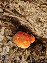 Pluteus aurantiorugosus