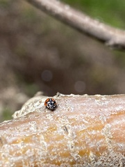 Adalia angulifera
