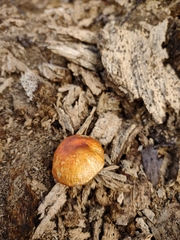 Pluteus aurantiorugosus