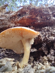 Pluteus aurantiorugosus