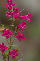 Penstemon triflorus