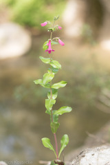 Penstemon triflorus