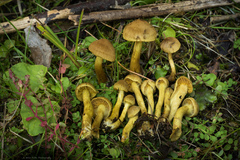 Cortinarius croceus