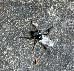 Bibio albipennis