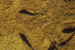 Fundulus heteroclitus