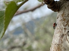 Adalia angulifera