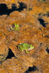 Pelophylax perezi