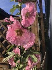 Alcea