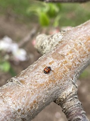 Adalia angulifera