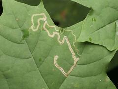 Stigmella aceris