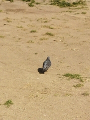 Columba livia