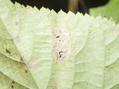 Phyllonorycter issikii