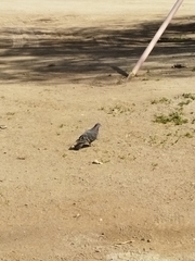 Columba livia