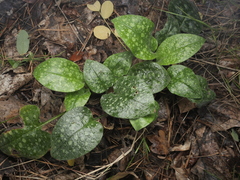 Pulmonaria saccharata