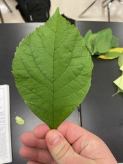 Fraxinus pennsylvanica