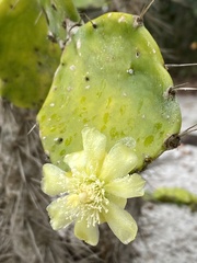 Brasiliopuntia brasiliensis