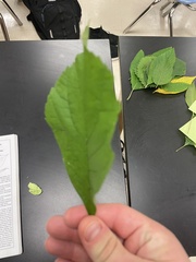 Fraxinus pennsylvanica