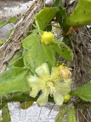 Brasiliopuntia brasiliensis
