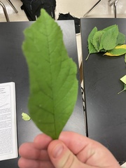 Fraxinus pennsylvanica
