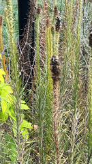Liatris pycnostachya