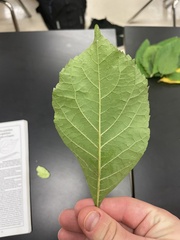 Fraxinus pennsylvanica
