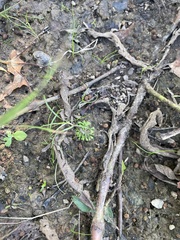 Ricciaceae