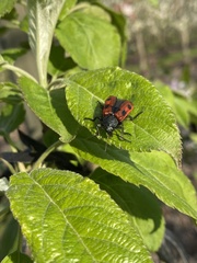 Astylus trifasciatus