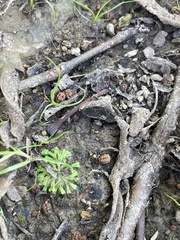 Ricciaceae