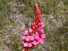 Satyrium carneum