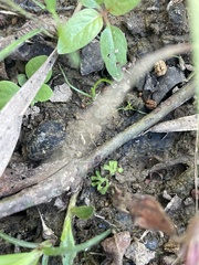 Ricciaceae