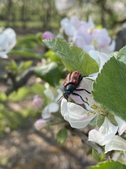 Astylus trifasciatus