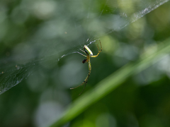 Leucauge celebesiana