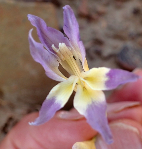 Image of Purple Kalkoentjie (Gladiolus venustus) by no rights reserved