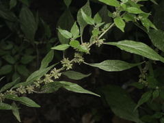 Parietaria officinalis