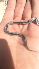 Macroprotodon brevis