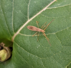 Protenor belfragei