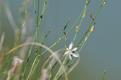 Chlorophytum