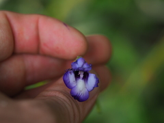 Torenia concolor