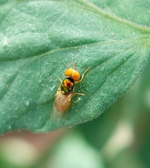 Microchrysa