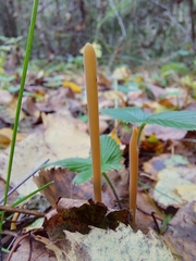 Macrotyphula fistulosa