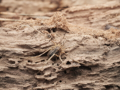 Odiellus spinosus