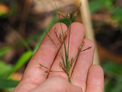 Fimbristylis dichotoma