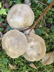 Lyophyllum