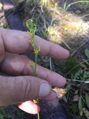 Manulea obovata