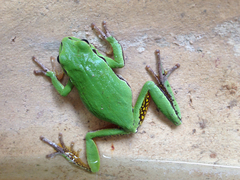 Hyla euphorbiacea