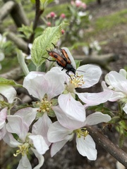 Astylus trifasciatus
