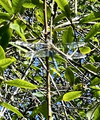 Aeshna mixta