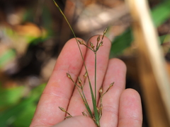 Fimbristylis dichotoma