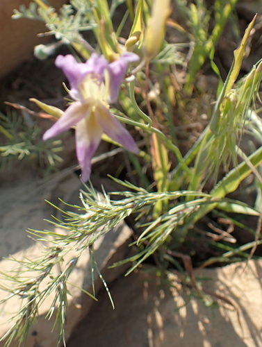 Image of Purple kalkoentjie by no rights reserved
